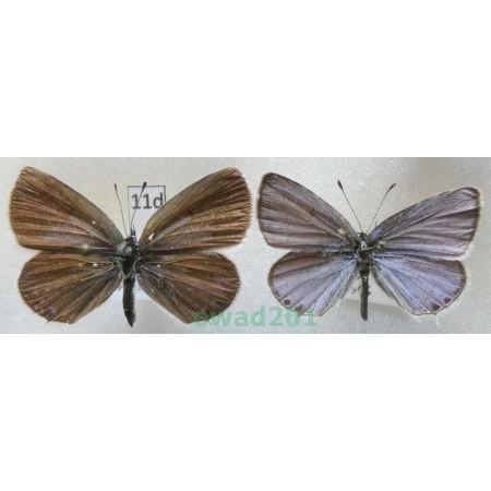 Cupido argiades (Pallas, 1771) pair Czech11d